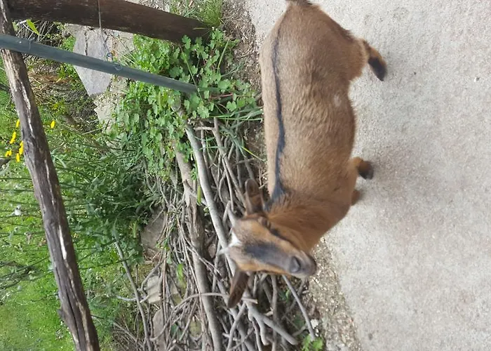 ファームステイ Ticci