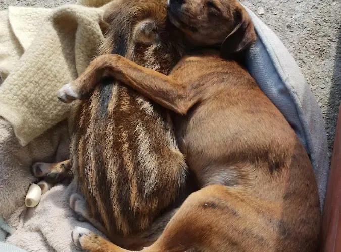 ファームステイ Ticci Seùlo