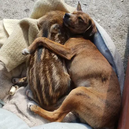 Κατάλυμα σε φάρμα Ticci Seùlo